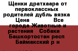 Щенки дратхаара от первоклассных  родителей(дубль вязка) › Цена ­ 22 000 - Все города Животные и растения » Собаки   . Башкортостан респ.,Баймакский р-н